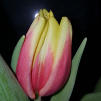 Tulip Babci....