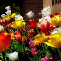 tulipany na finał dnia ☺