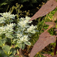 Wilczomlecz białobrzegi - Euphorbia marginata