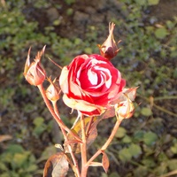 Zimowa róża :)