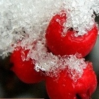 Zimowe owoce:)