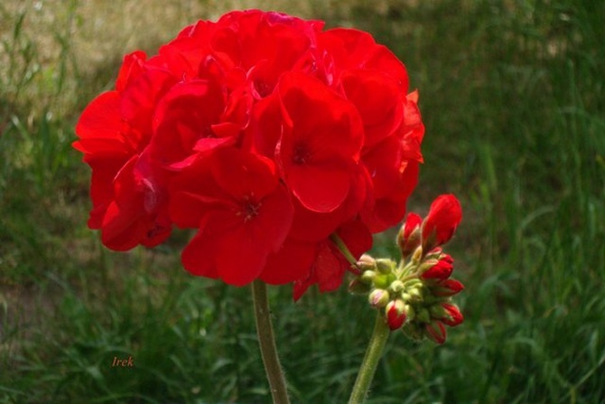 Czerwony kwiat