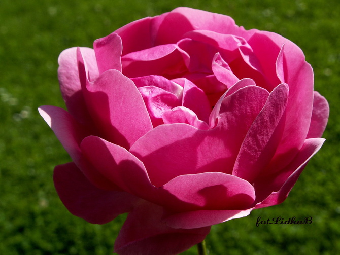 Róża  w kolorze różowym
