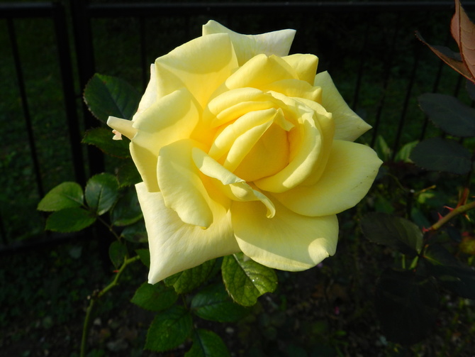 Słoneczna  róża
