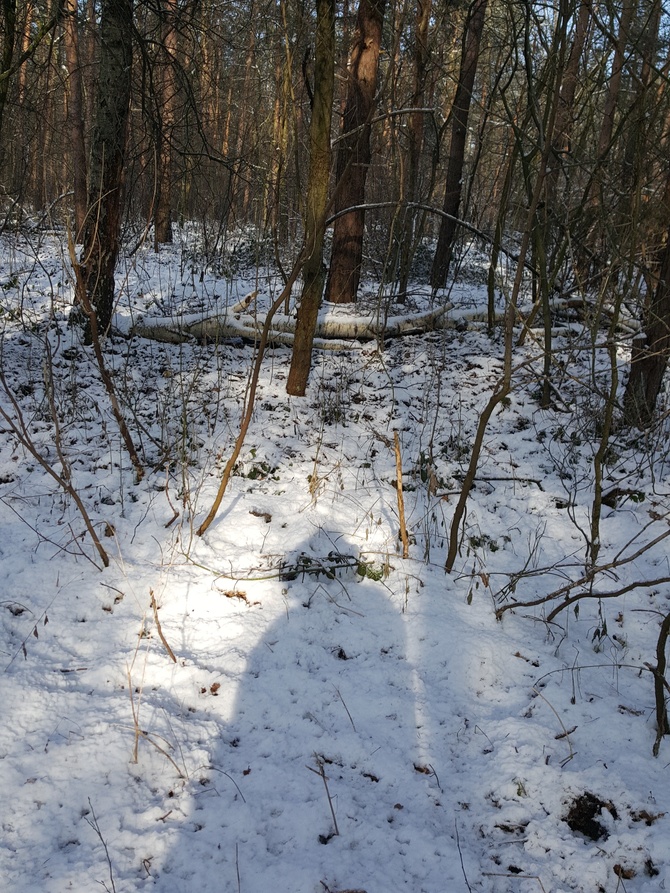 W lesie nadal śnieg...