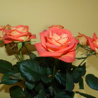 Bukiecik róż