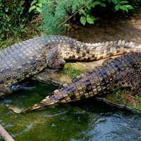 Krokodyle w ZOO