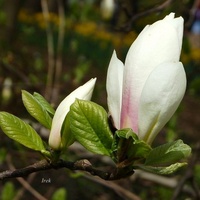 Magnolia prawie biała.