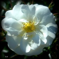 róża śnieżno-biała