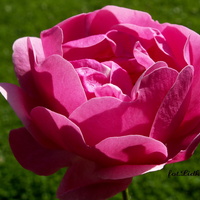 Róża  w kolorze różowym