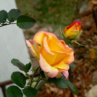 Róża  herbaciana