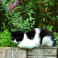 Sympatyczny kotek spotkany w ogr. botanicznym
