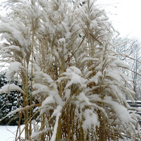 Trawy ozdobne zimą
