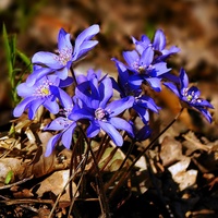 Wiosenne Niebieskoś