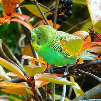 zielony ptak