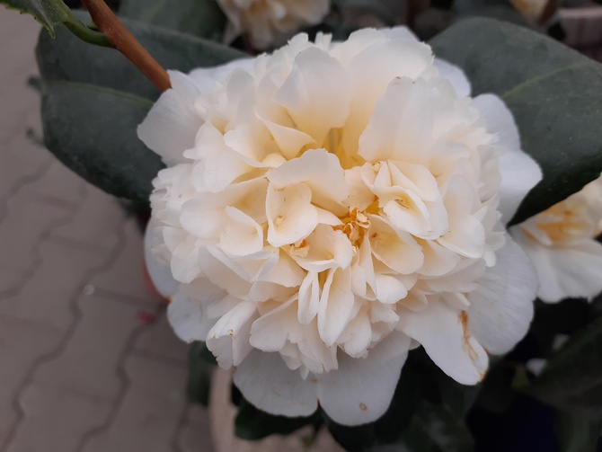 Camellia Japonica „Bonomiana”