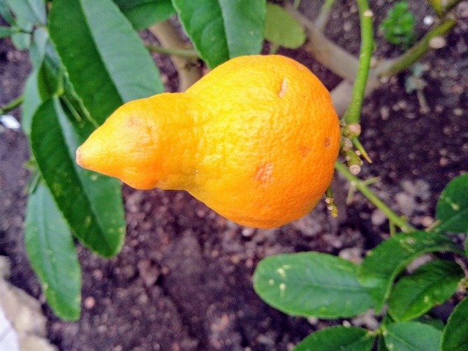 Owoc Citrusa karłowatego w zbliżeniu .