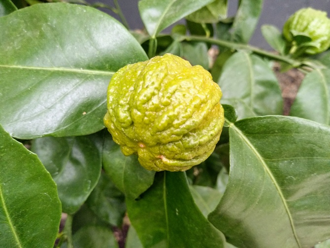 Owoc Citrusa Ichang Papeda w zbliżeniu .