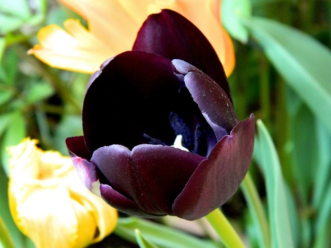 Śpiewający tulipan;)