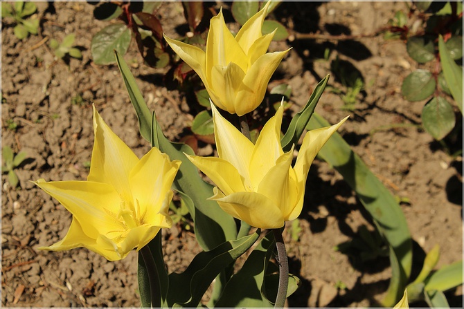 Słoneczne tulipanki...