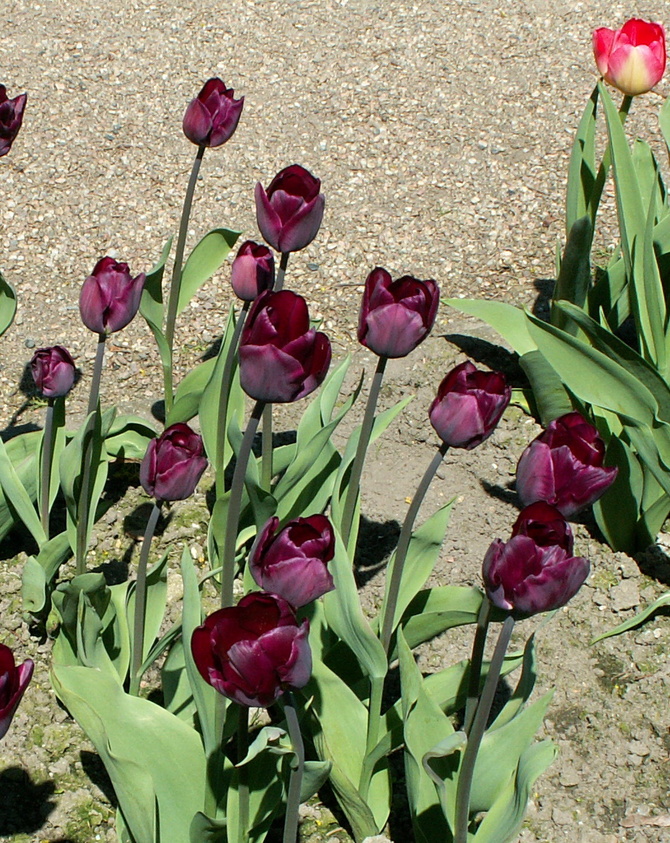 Tulipany ciemno-bordowe