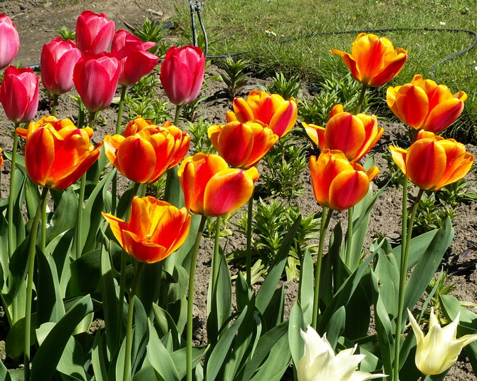 Tulipany dwukolorowe