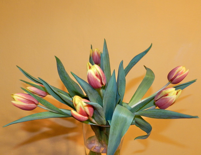 Tulipany ,kwiaty wiosny