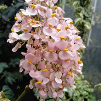 Begonia brazylijska - kiść kwiatowa .