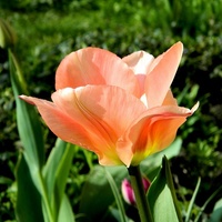 Brzoskwiniowy tulipanek:)