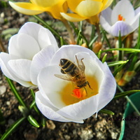 Krokusy i pszczoła 