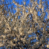 Kwitnące drzewo w parku