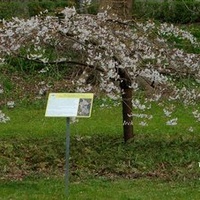 Kwitnące drzewo
