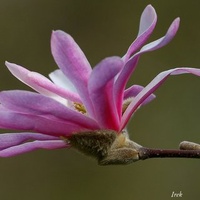 Magnolia podobna do fajeczki