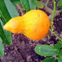 Owoc Citrusa karłowatego w zbliżeniu .