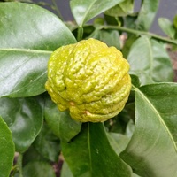 Owoc Citrusa Ichang 