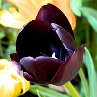 Śpiewający tulipan;)