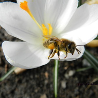 Pszczoła zbiera nektar