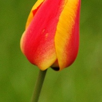 Tulipan dwubarwny