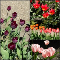 Tulipany ,kwiaty wiosny