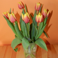 Tulipany, moje ulubione wiosenne kwiaty