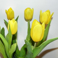 Tulipany żółte