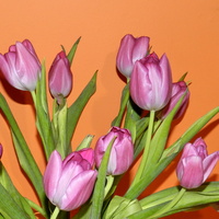 Tulipany różowe