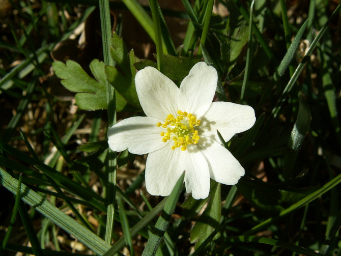 Biały kwiatuszek