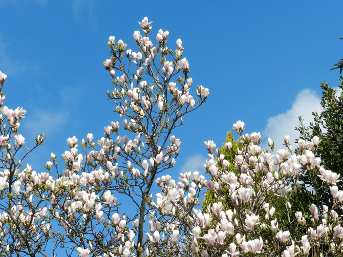 Kwitnąca Magnolia