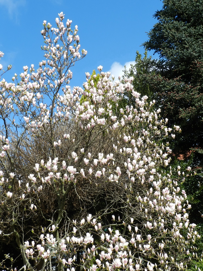Magnolia w ogrodzie