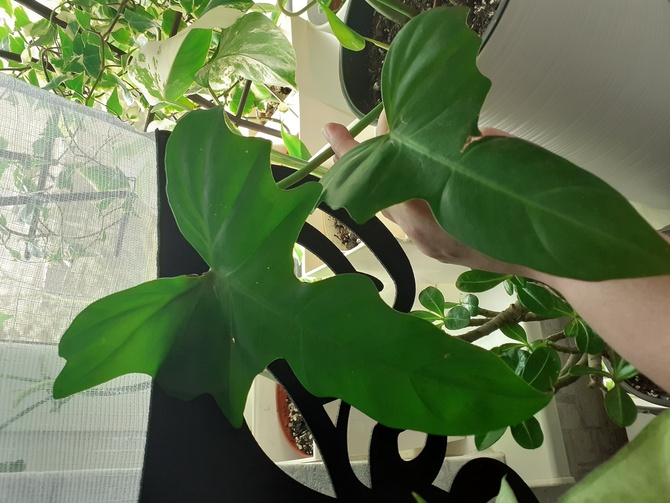 Philodendron dragon
