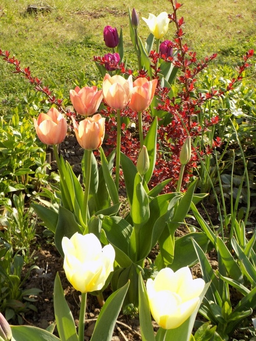 Tulipany mają swój czas :)