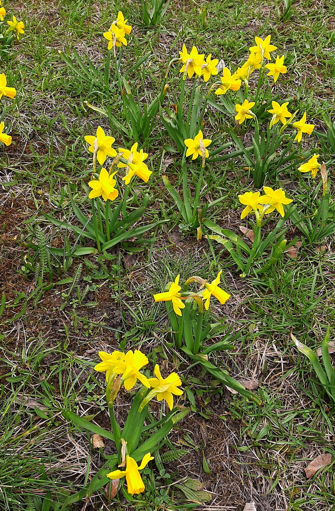 Wiosenne kwiaty  na trawniku