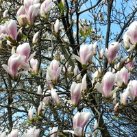Bajeczne magnolie