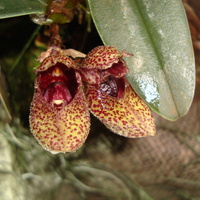 Bulbophyllum Frostii